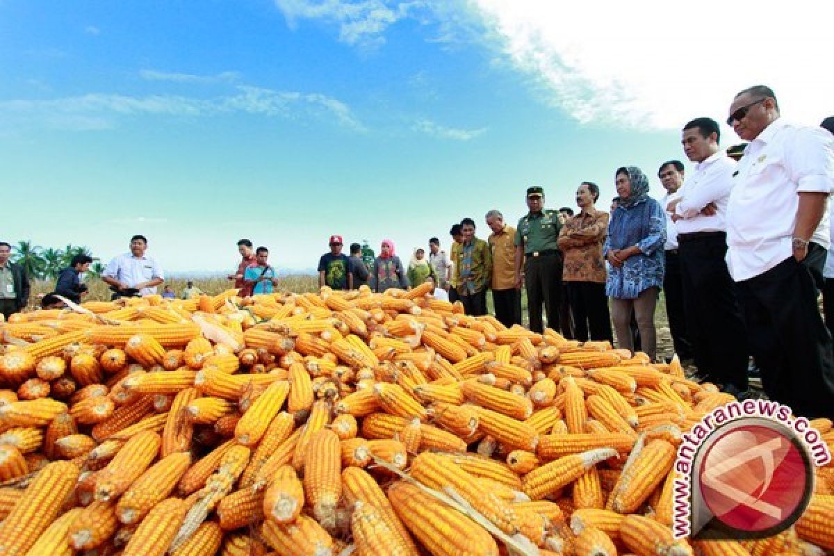 Petani Jagung Konawe Utara Butuhkan Pembeli