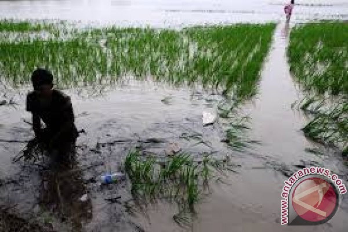 Banjir rendam persawahan di Manggarai Timur