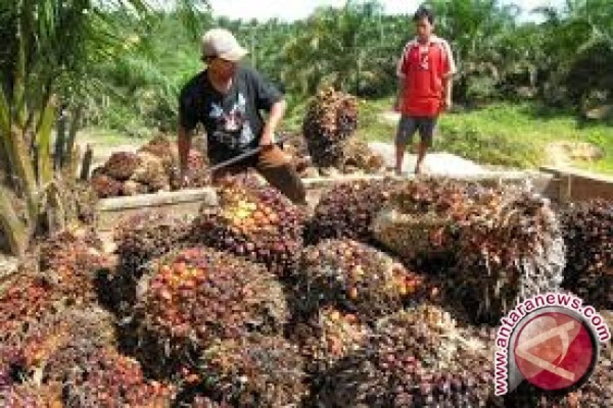 Memprihatinkan, Penghasilan Petani Plasma Kelapa Sawit Rp150 Ribu/Hektare 