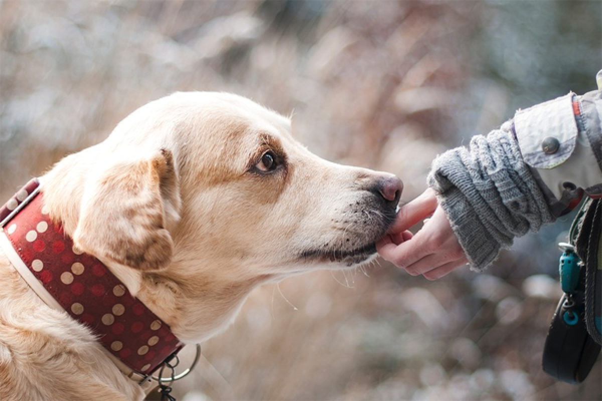 Anjing peliharaan miliki empati, ini buktinya