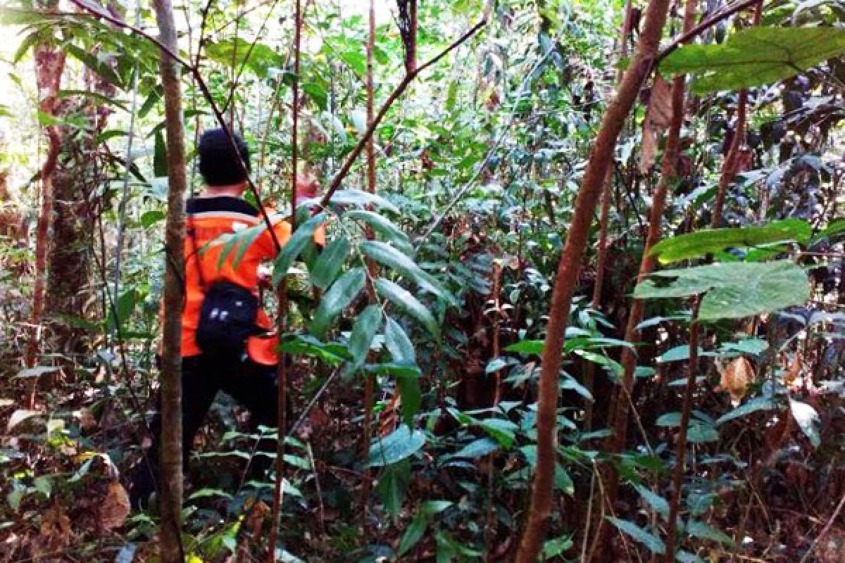 SAR Bantu Pencarian Lansia Diduga Hilang di Hutan Karet