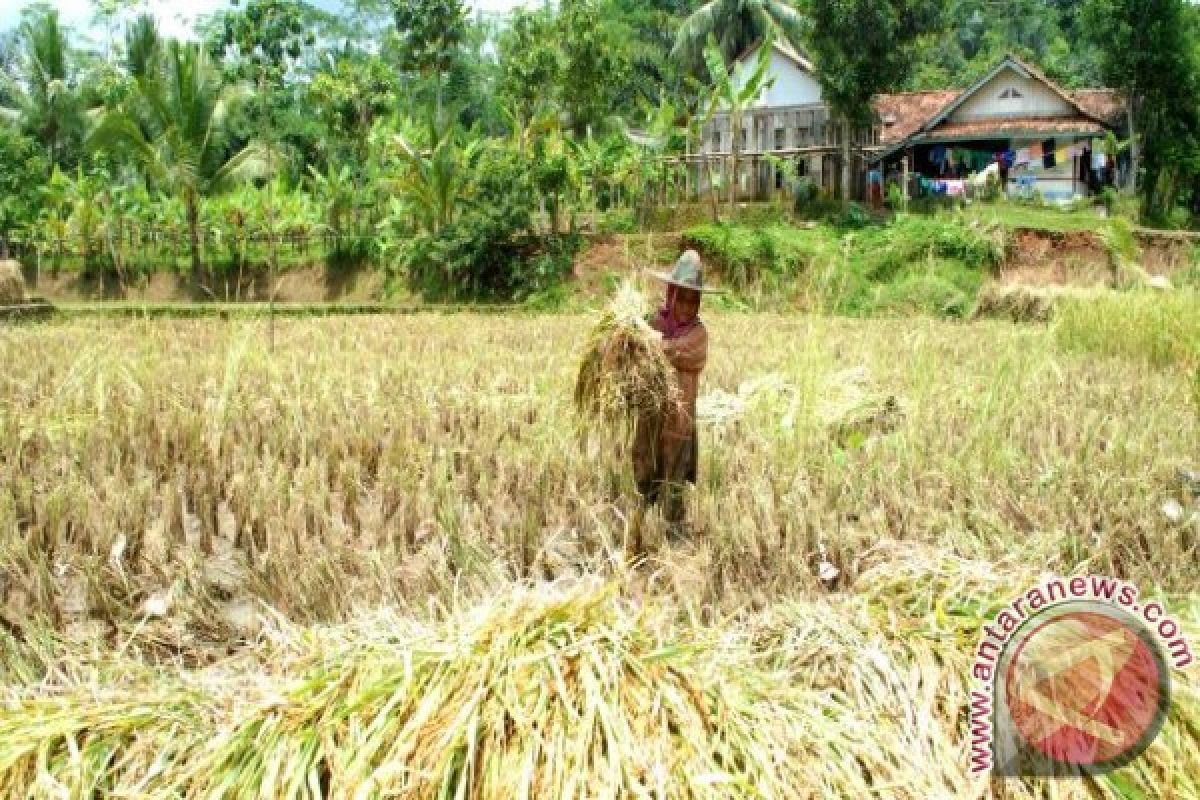 99,697 Ha Lahan Sawah Rusak Diterjang Banjir