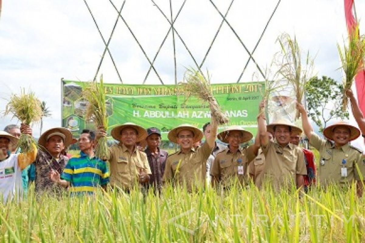 Banyuwangi Targetkan 200 Hektare Sawah Padi Organik