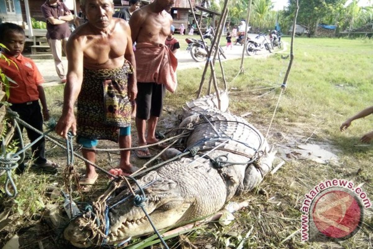 Warga Singkil tangkap buaya sepanjang 4,5 meter