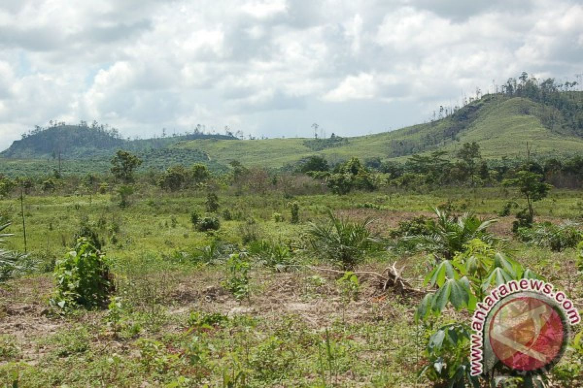 Bupati Ini Sebut Jumlah Perkebunan Rakyat Masih Sedikit