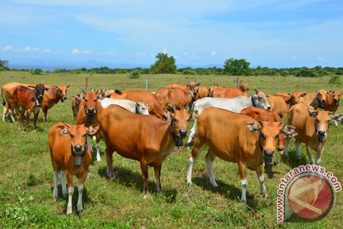 Jasindo: 500 sapi di Jambi terdaftar asuransi