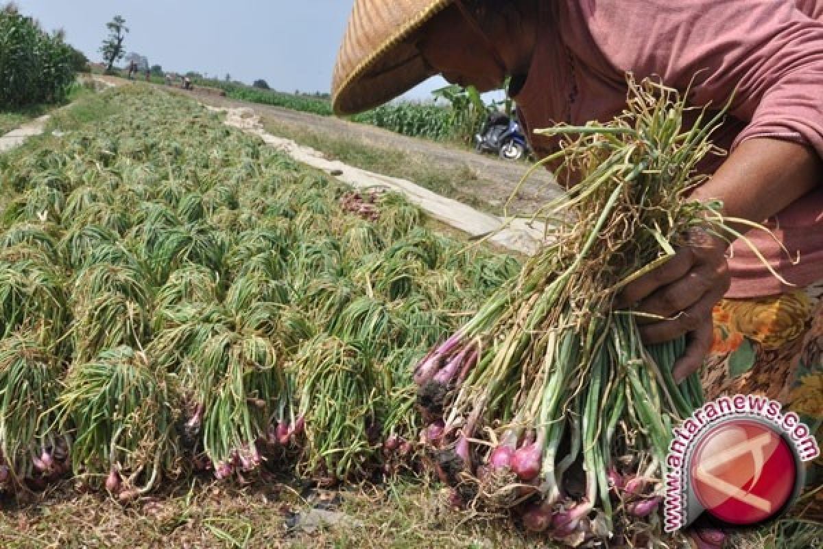 Sumut Butuh Pasokan Bawang Dari Luar