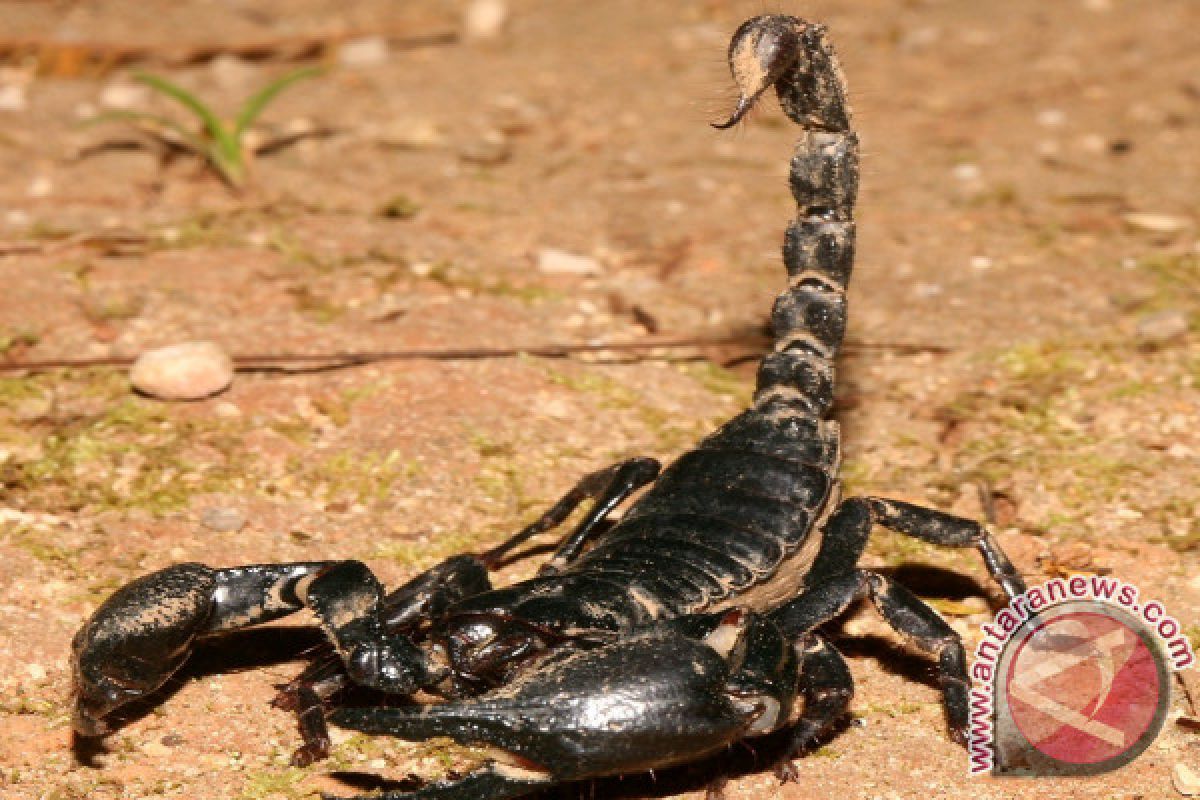 Peneliti: Terdapat 48 Jenis Reptilia di Padang