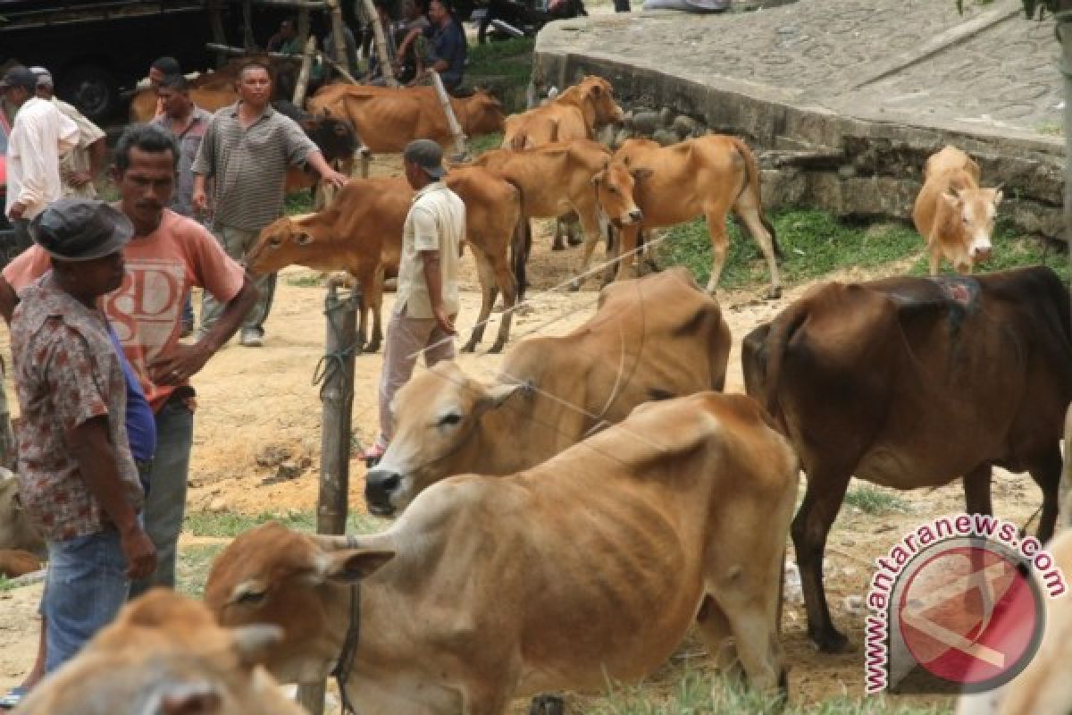 Lima lembu warga Aceh Utara hilang