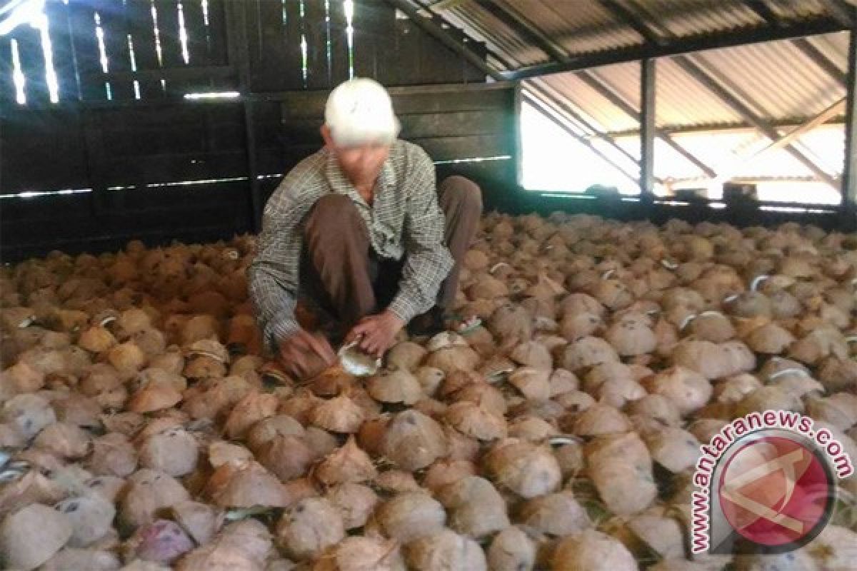 Kopra Masih Jadi Andalan Petani Tasik Malaya 