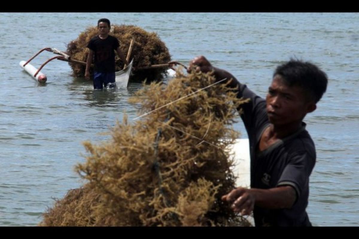 Kabupaten Bantaeng Sukses Kembangkan Bisnis Benih