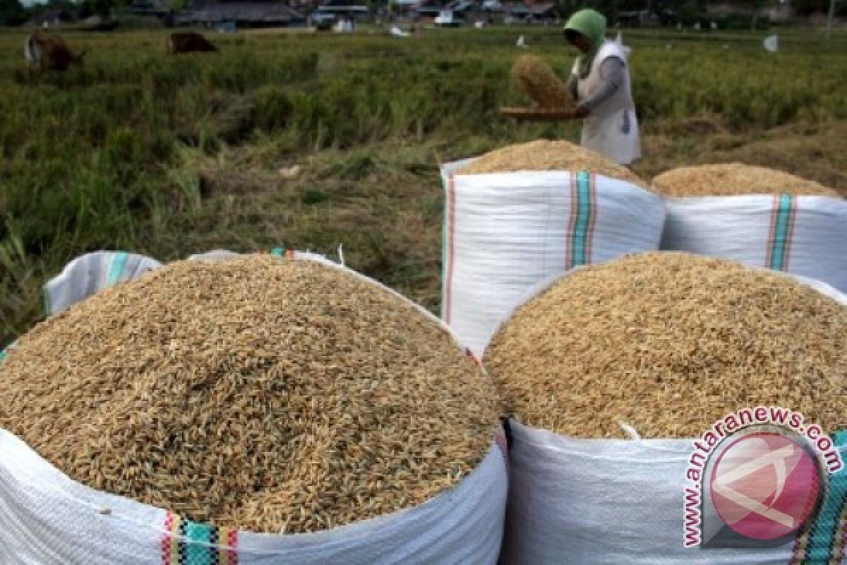 Mahasiswa Mamuju tolak perbub tentang perdagangan gabah 