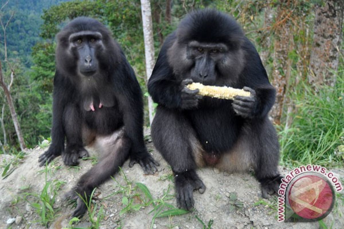 Sekelompok babon kabur dari kandang di kebun binatang Paris