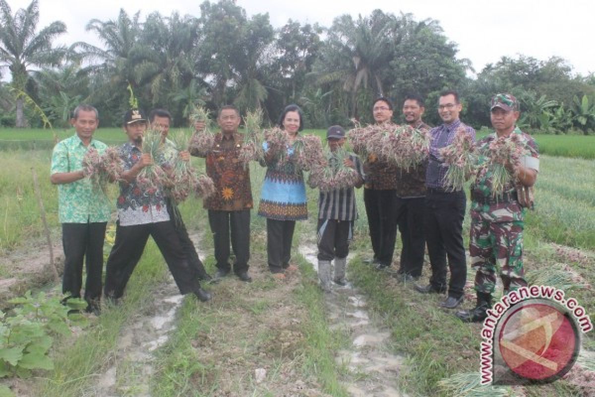 Warga Mentos Panen Bawang