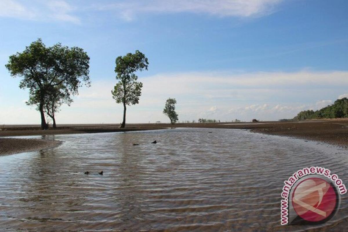 Pesona Pantai Hutan Mangrove Desa Tasik Malaya 