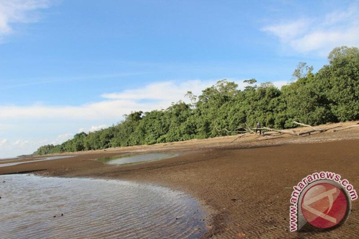 Kementerian Kelautan tanam 25.000 batang Mangrove di Singkawang