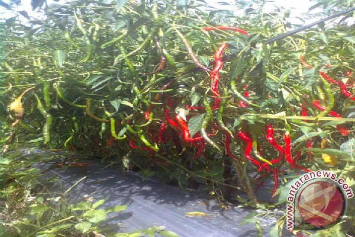 Petani Cabe Sipirok Keluhkan Harga