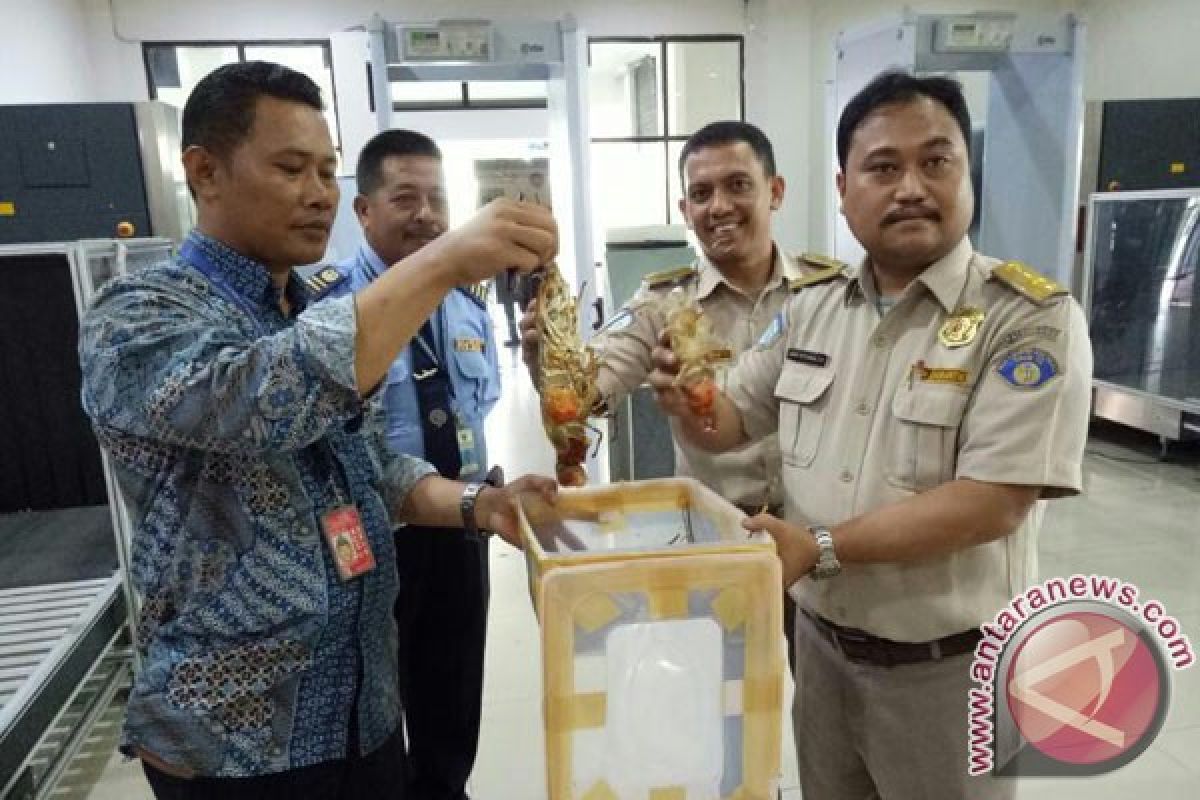 Karantina Ikan Bengkulu Gagalkan Pengiriman Lobster