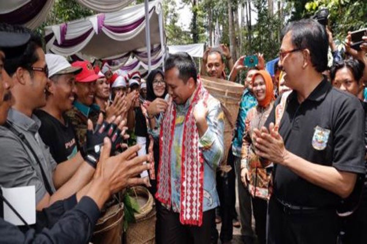 Ribuan Warga Pesisir Barat 'Ngunduh' Damar  