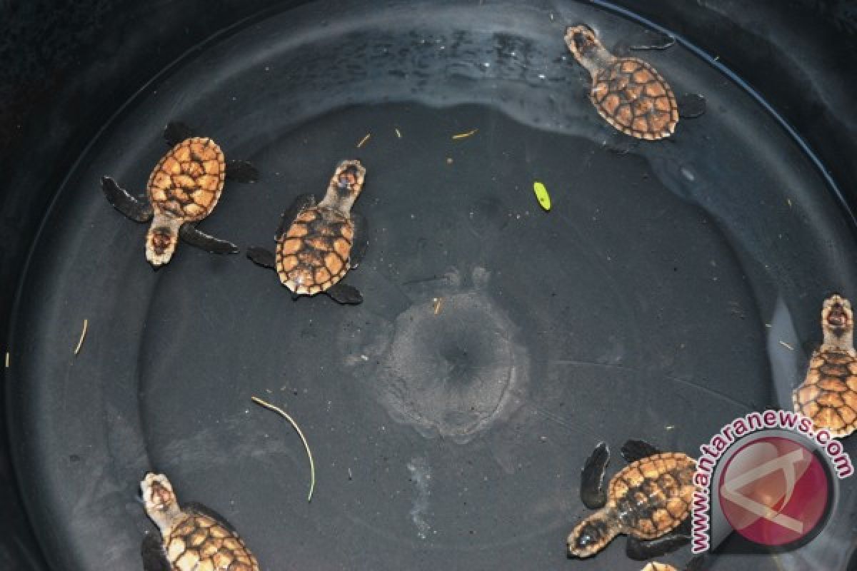 West Lombok To Open Turtle Information Center 