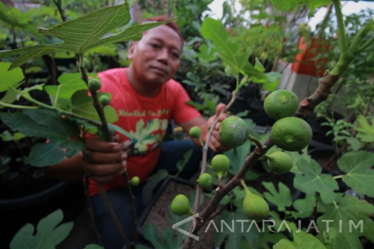 Sulis,  Budi Daya Tanaman Tin untuk Kesehatan (Video)