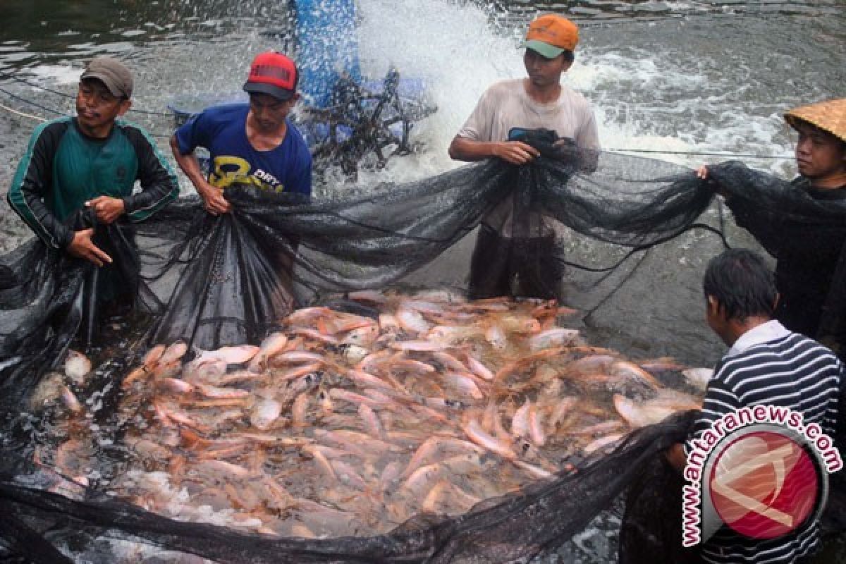 Petani Ikan Air Tawar Butuh Mesin Pembuat Pakan