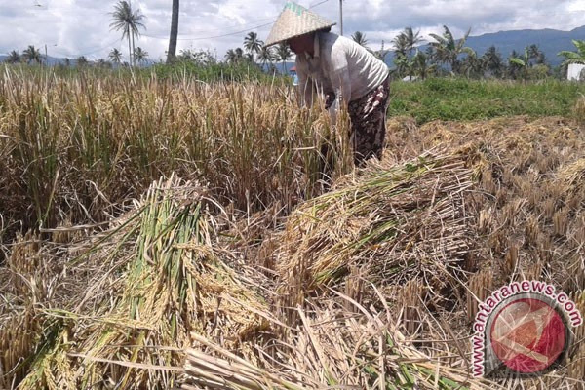 Petani Di Rejang Lebong Kebanyakan Sebagai Penggarap