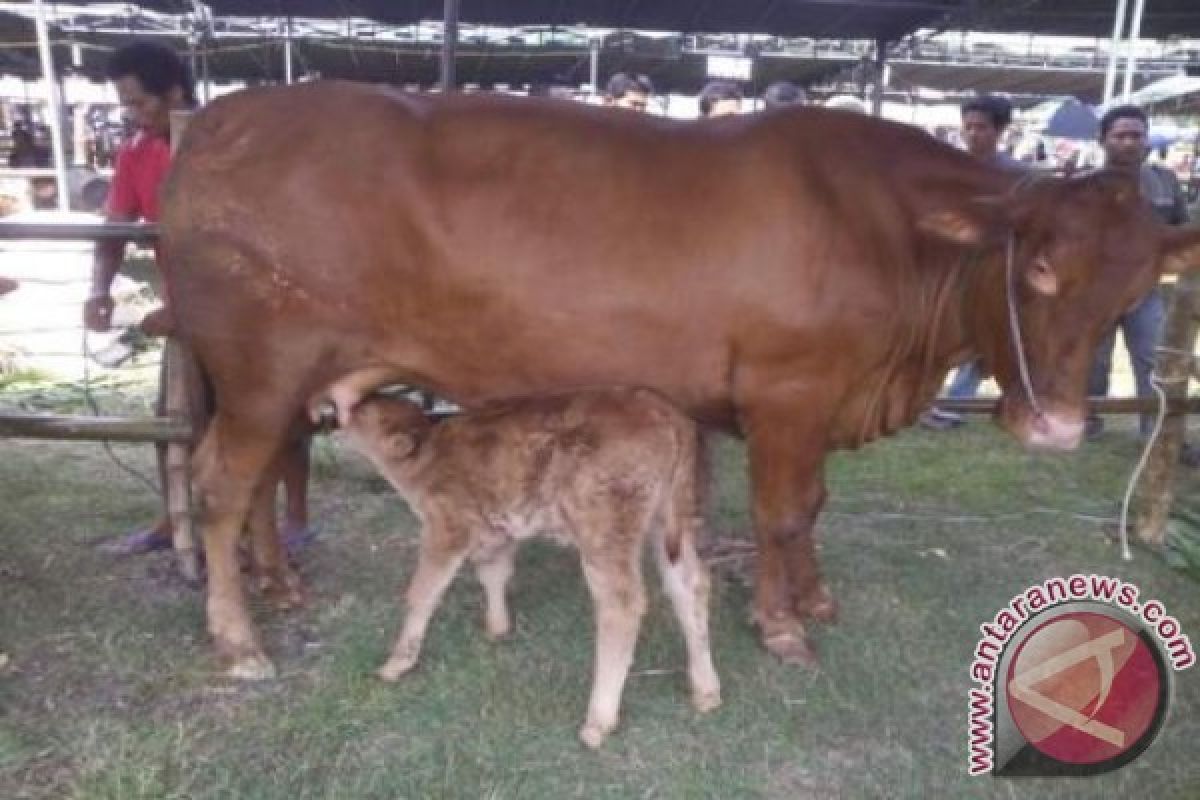 NTT Targetkan 146.995 Ekor Sapi Wajib Bunting