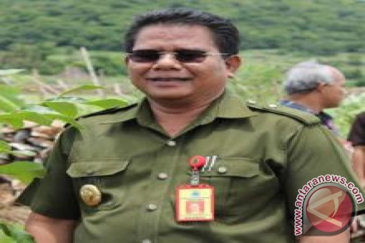 Sumba Timur Buntingkan 11.200 Induk Sapi 