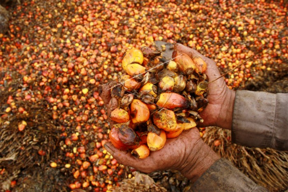 West Sulawesi targets exporting 42,500 tons palm oil in 2021