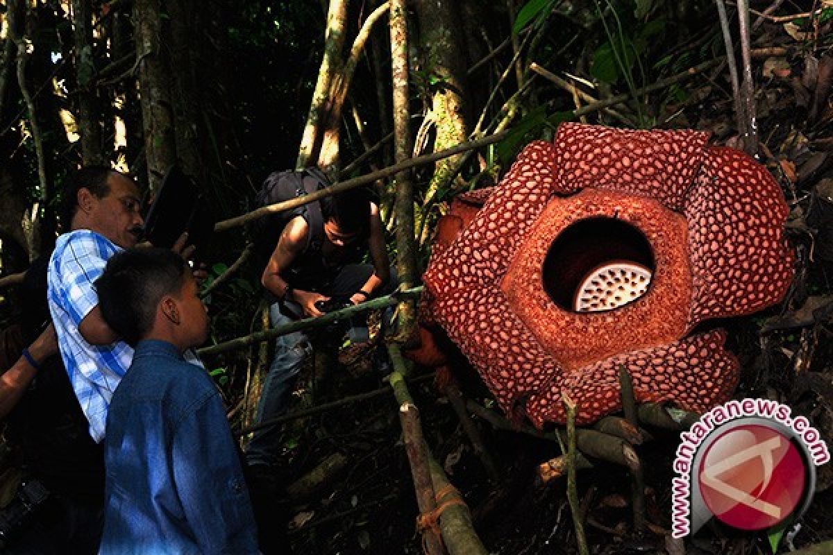 Rafflesia berkelopak enam mekar di Bengkulu tengah