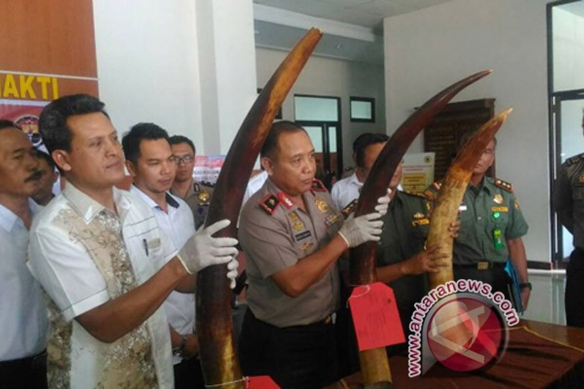 Polda Jambi tangkap tiga penjual gading gajah 