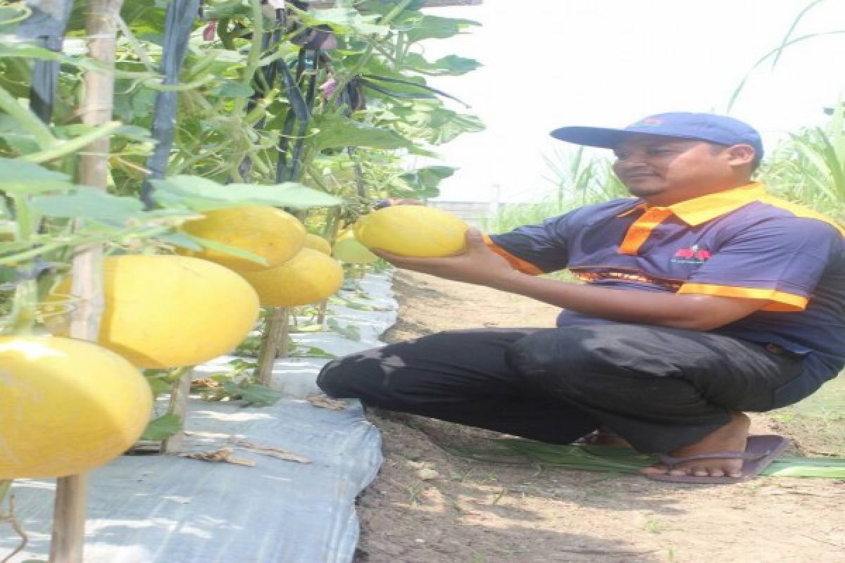 Petani Tangerang Berhasil Panen Melon Benih Ewindo