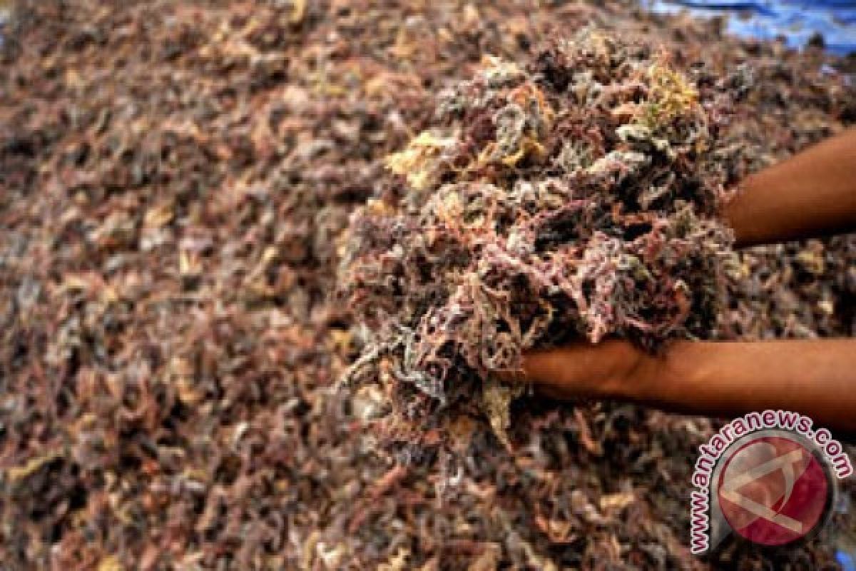 Produksi rumput laut Sultra satu juta ton