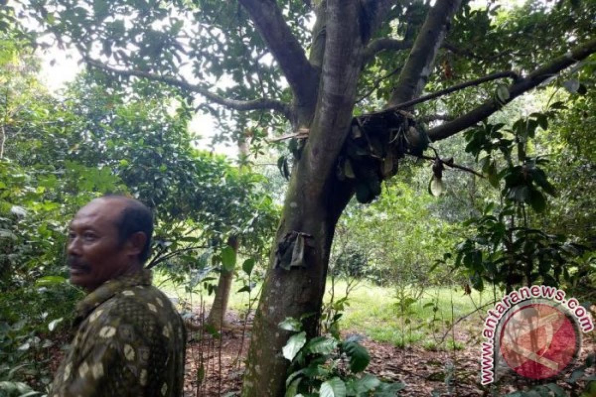 Waduh! Beruang Liar Makan Ternak Warga, Pihak BKSDA Belum Turun Tangan?