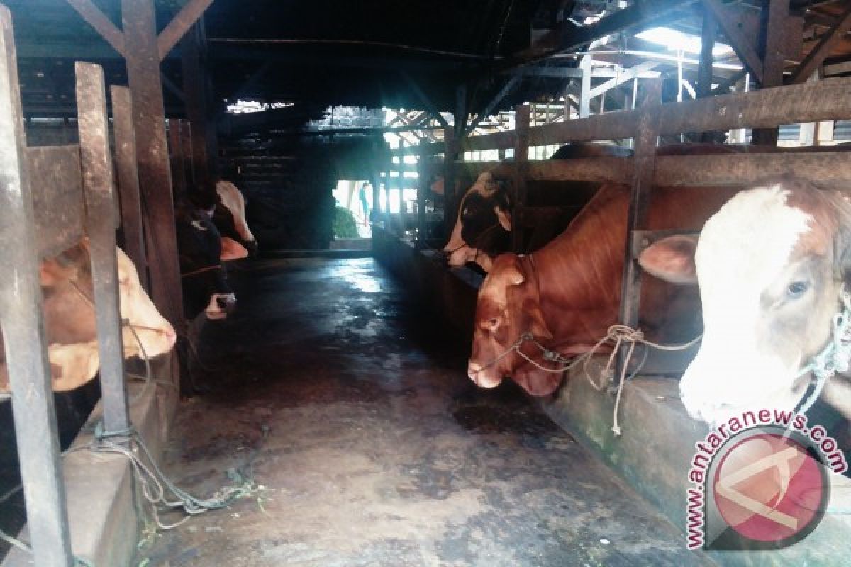 Jambi targetkan 26.000 induk sapi kawin suntik