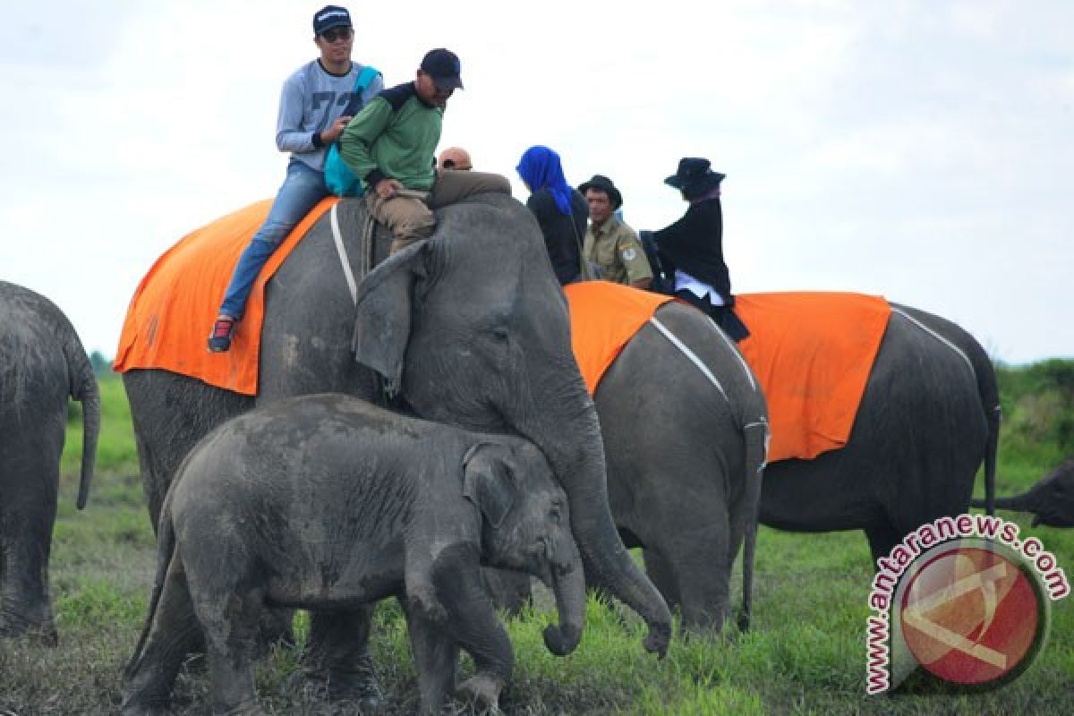 Ngabuburit unik di habitat gajah Bengkulu