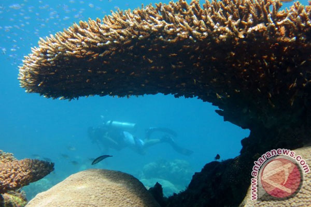 Terumbu karang makin berisiko sakit gara-gara plastik di laut