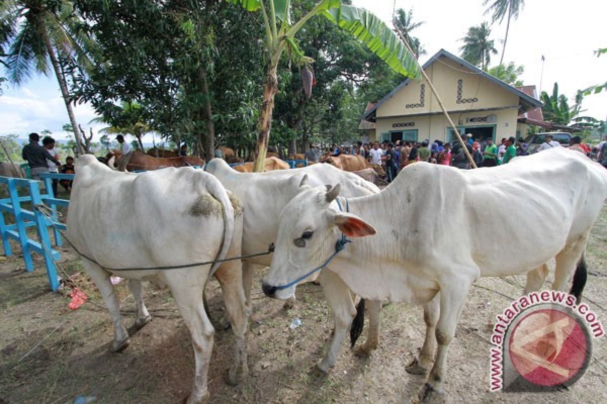 Populasi sapi diperkirakan capai satu juta ekor