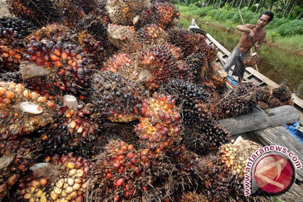 Felda Ingin Indonesia dan Malaysia Bisa Tentukan Harga Sawit Dunia