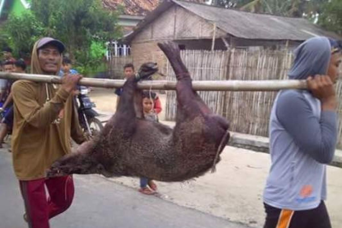 Babi Hutan Serang Warga Labuhan Maringgai Lampung