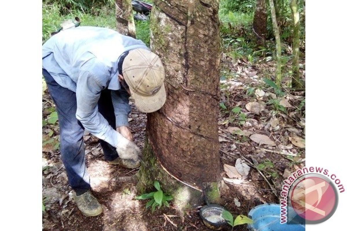 Waduh! Harga Karet di Bartim Anjlok Menjadi Rp6.000 / kg