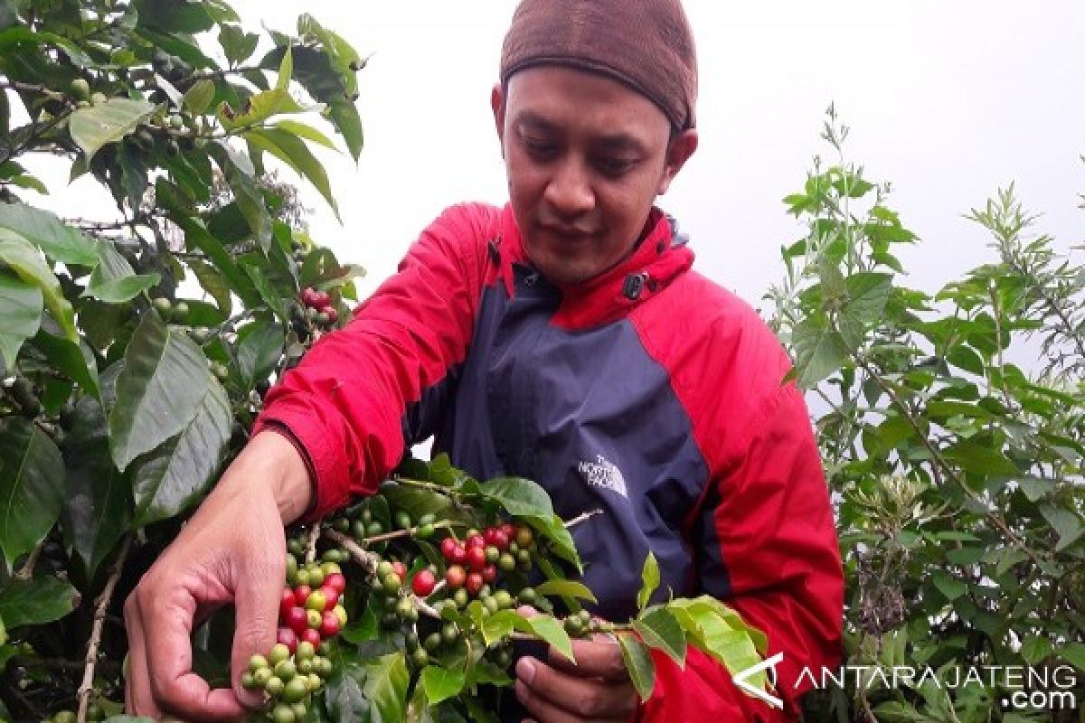 Meningkat, hasil panen kopi di Temanggung
