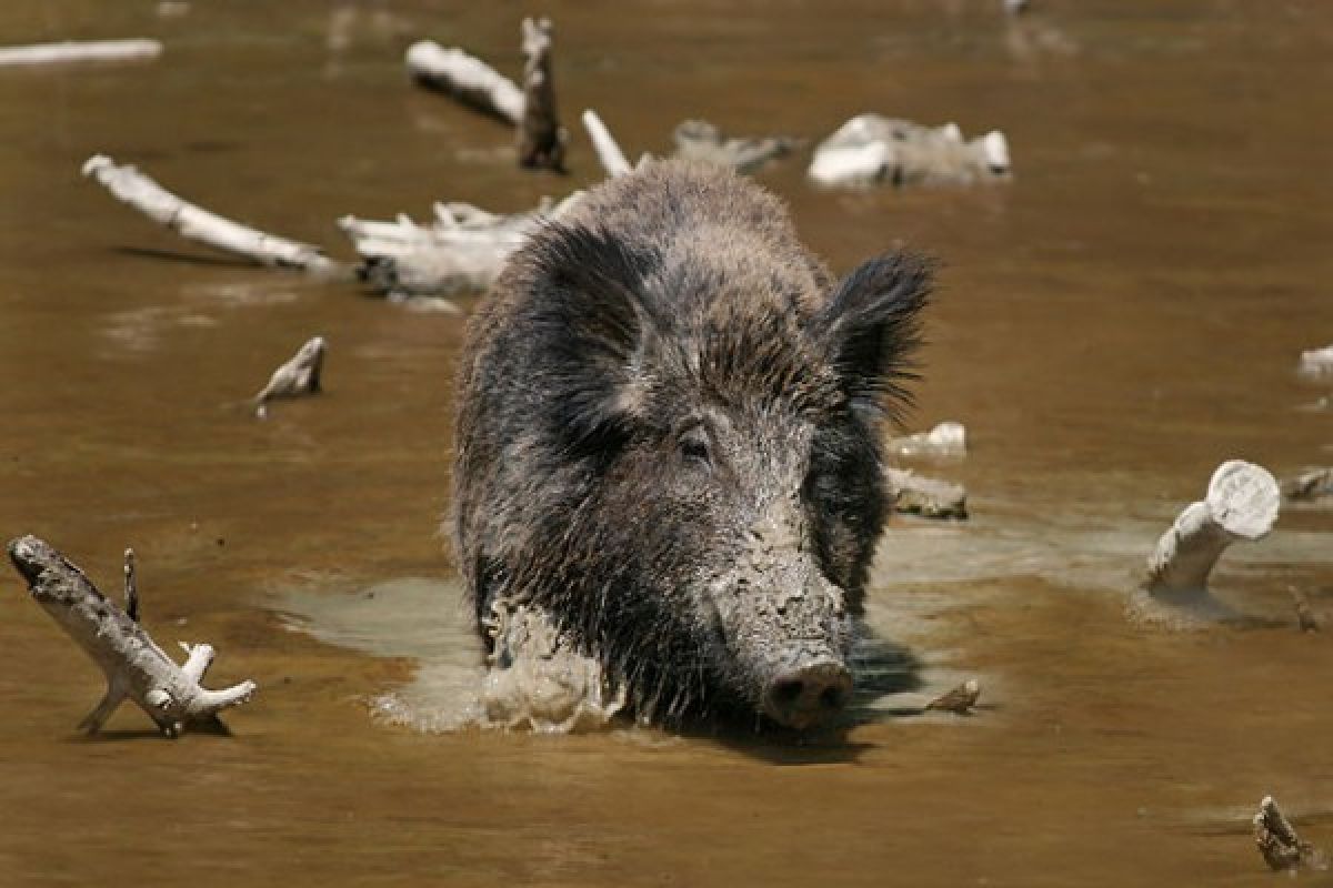 Babi hutan serang warga labuhan maringgai Lampung