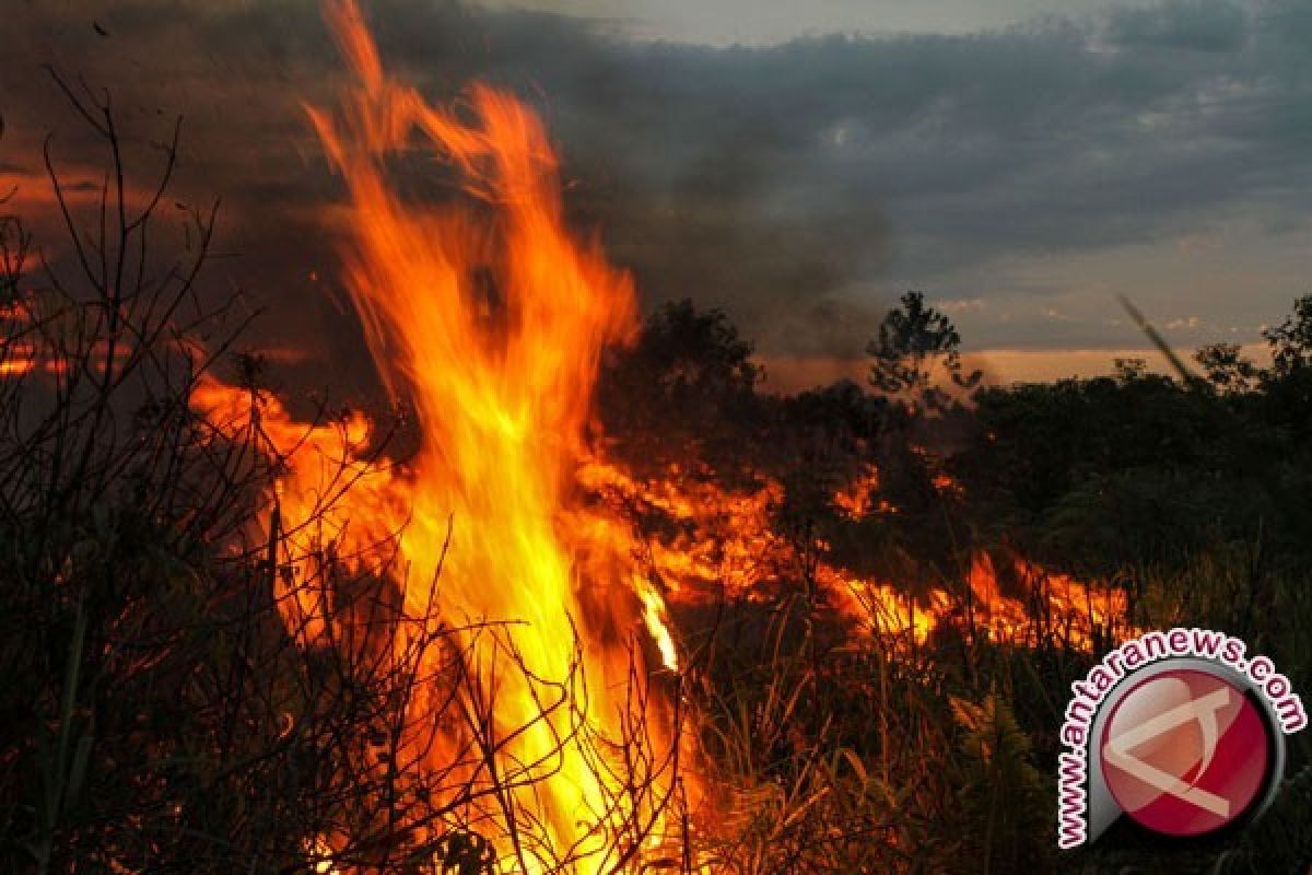 Api Lalap Hutan Seluas 10 Hektare di Bandung