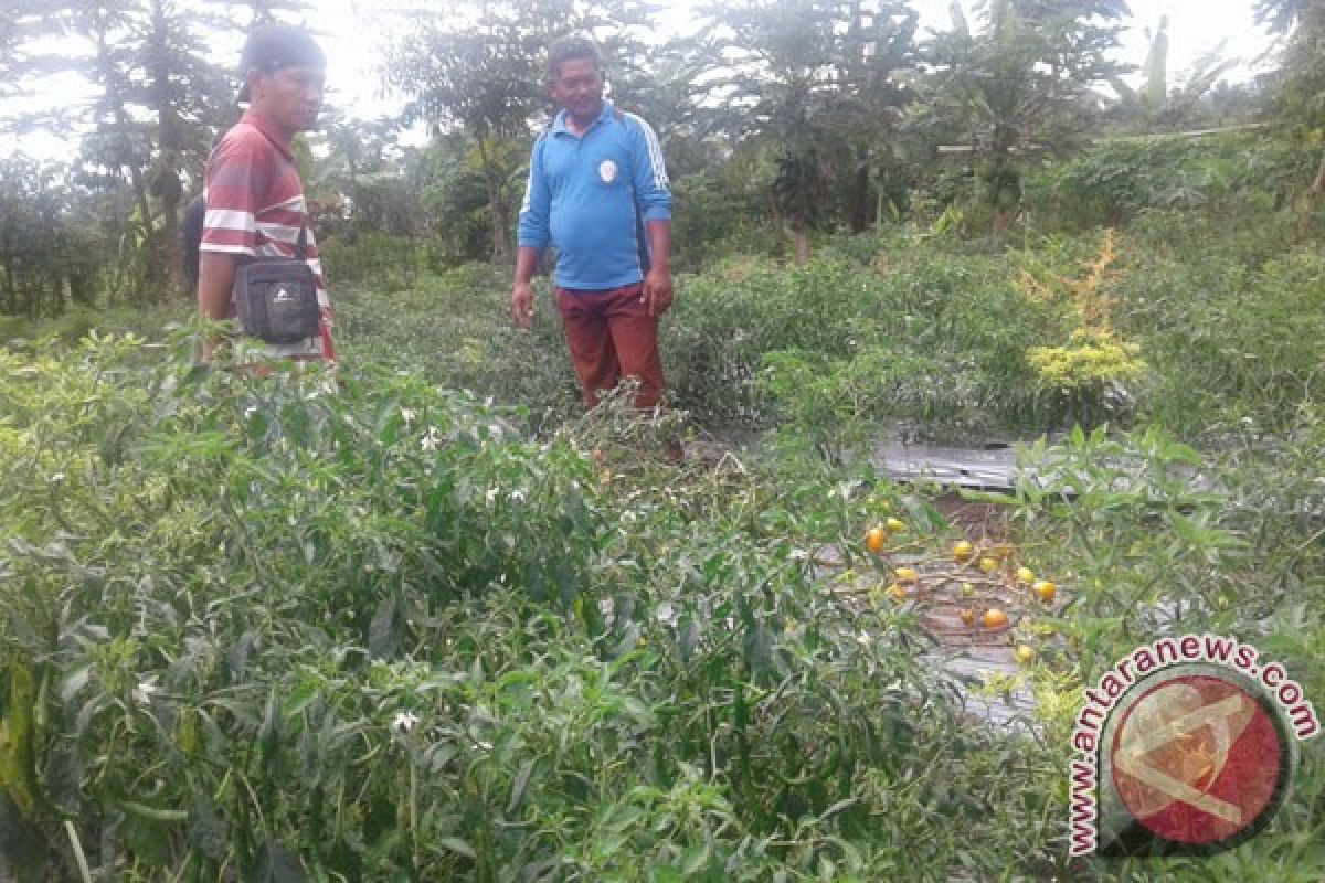 Petani Rejang Lebong Kembangkan Pertanian Organik