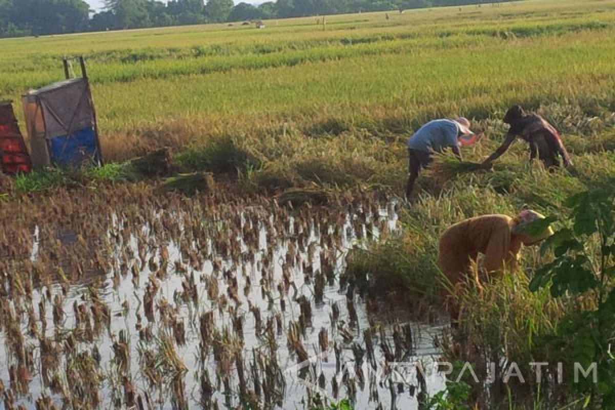 Bangkalan Kekurangan 197 Penyuluh Pertanian