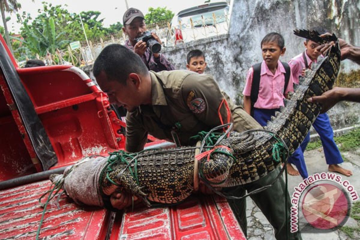 Buaya masuk permukiman warga Tanjungmutiara, Sumbar