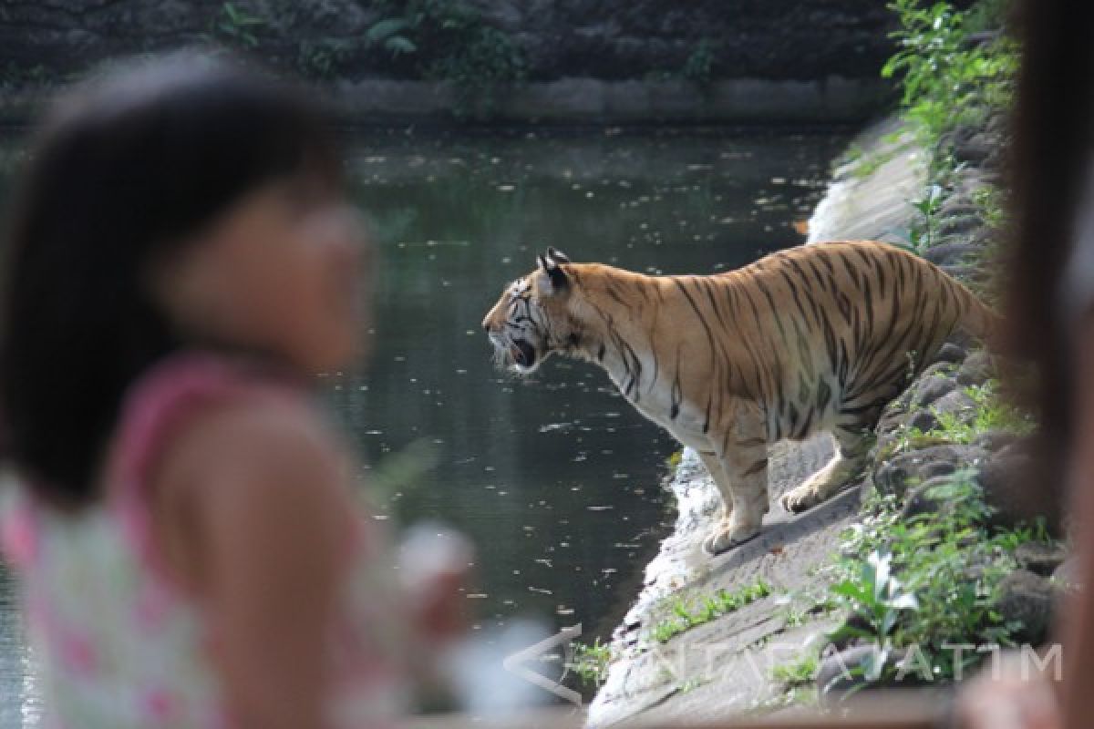 Terkam Dua Orang, Harimau Sumatera Bonita Akhirnya Tertangkap