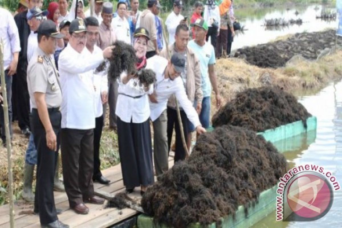 Meruat Jadi Percontohan Budi Daya Rumput Laut 